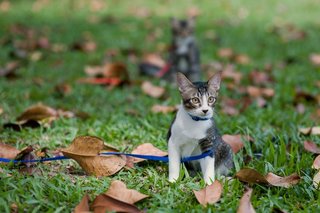 Pepper - Domestic Medium Hair Cat