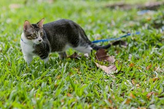 Pepper - Domestic Medium Hair Cat