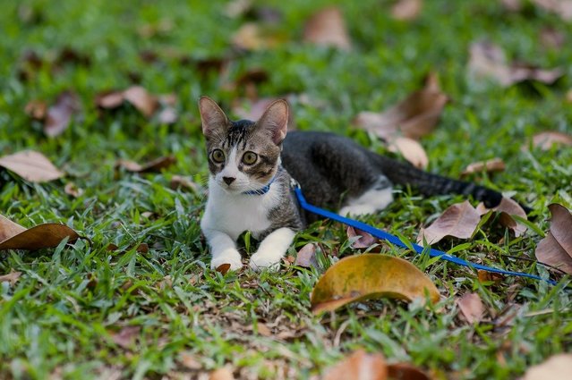 Pepper - Domestic Medium Hair Cat