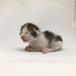 Macaroon (8 days old)