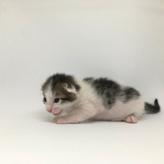 Macaroon (15 days old)