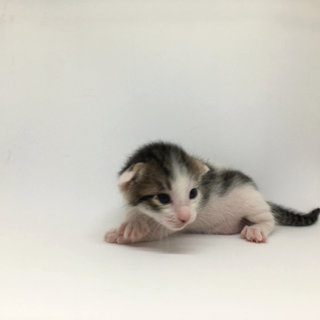 Macaroon (15 days old)