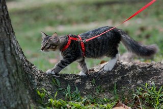 Coffee - Domestic Medium Hair Cat