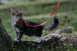 Coffee - Domestic Medium Hair Cat