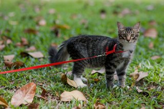 Coffee - Domestic Medium Hair Cat