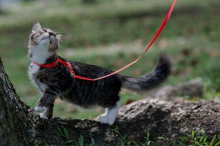 Coffee - Domestic Medium Hair Cat