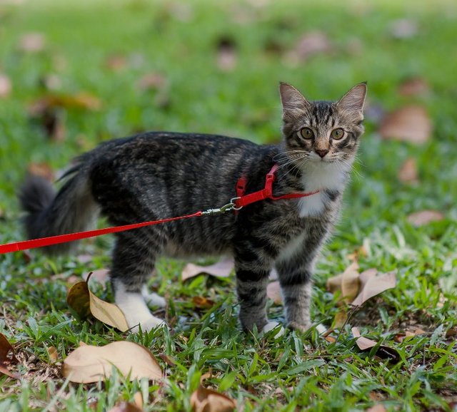 Coffee - Domestic Medium Hair Cat