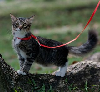 Coffee - Domestic Medium Hair Cat