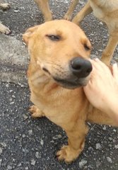 Handsome Guard  - Mixed Breed Dog