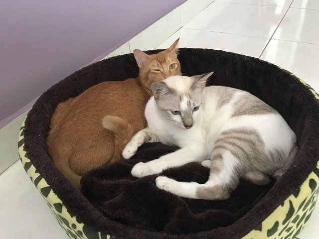 Larry &amp; Parker - Domestic Short Hair Cat