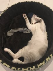 Larry sleep in his bed