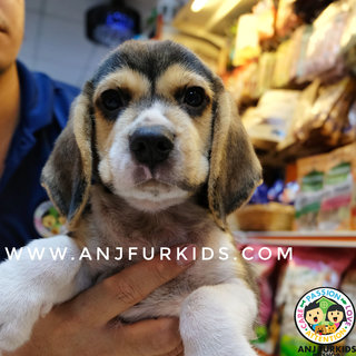 Quality Male Beagle Puppy1 - Beagle Dog