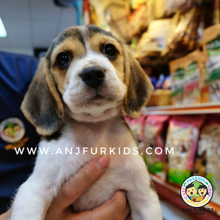 Quality Male Beagle Puppy1 - Beagle Dog