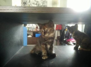 Playful Kittens (Adopted) - Domestic Medium Hair Cat