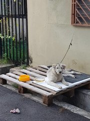 Dog was previously abandoned by owner. 