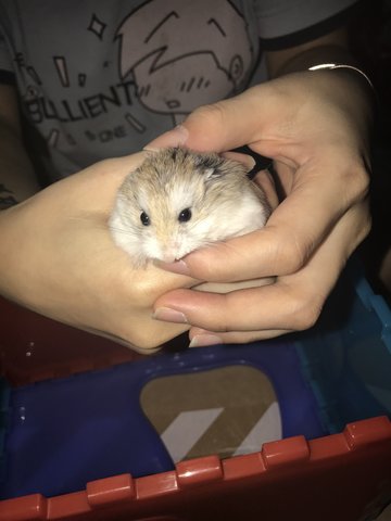 PF89093 - Roborovsky's Hamster Hamster