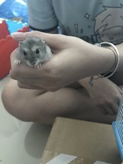 PF89093 - Roborovsky's Hamster Hamster