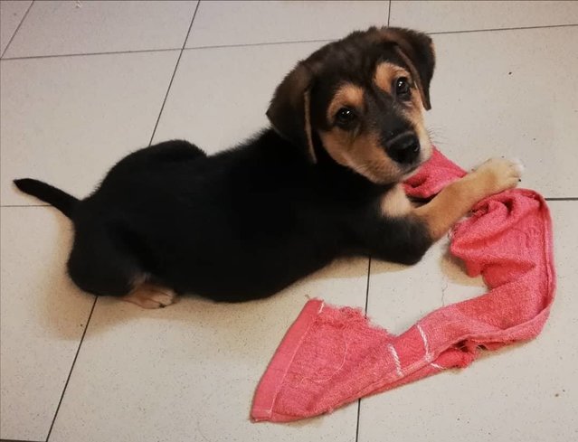 Male Puppy - Mixed Breed Dog