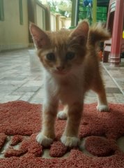 Fluffy Kittens! - Domestic Medium Hair Cat