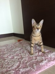 Vida  - Domestic Short Hair Cat