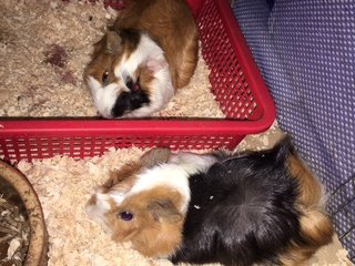 Pi &amp; Es - Guinea Pig Small & Furry