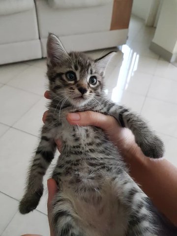 Baby - Domestic Short Hair Cat