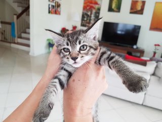 Baby - Domestic Short Hair Cat