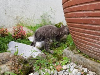 Baby - Domestic Short Hair Cat