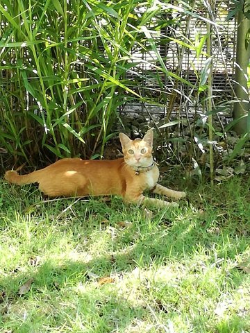 Xiao Huang - Domestic Short Hair Cat