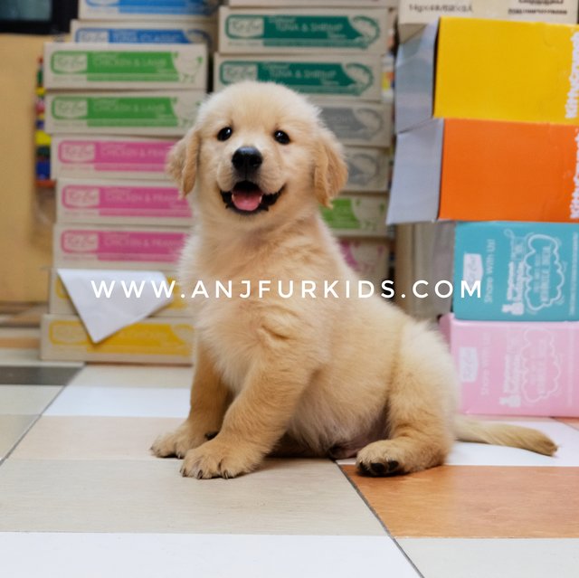 Quality Big Bone Golden Retriev1er Pups - Golden Retriever Dog