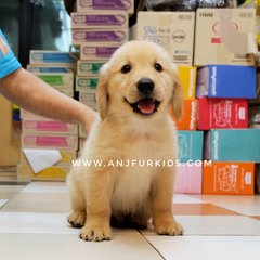 Quality Big Bone Golden Retriev1er Pups - Golden Retriever Dog