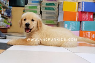 Quality Big Bone Golden Retriev1er Pups - Golden Retriever Dog