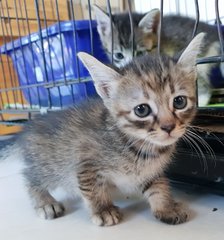 Shell Kittens - Domestic Short Hair Cat