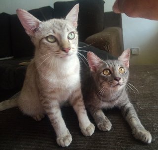 PF89140 - Domestic Short Hair + Domestic Medium Hair Cat