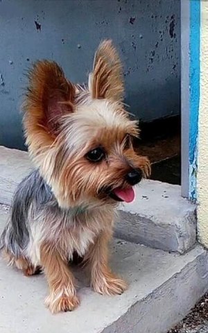 Waffle - Silky Terrier Dog