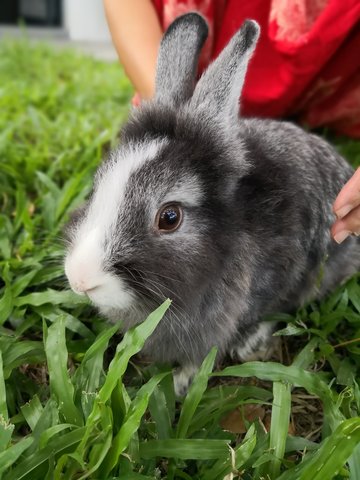 Bj And Mj - Angora Rabbit + Lionhead Rabbit