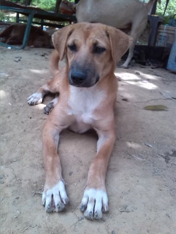 Golden Lab Crossed - Labrador Retriever Dog