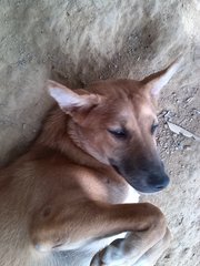 Golden Lab Crossed - Labrador Retriever Dog