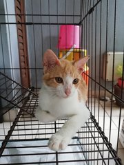 Shy but cute kitten (Spayed)