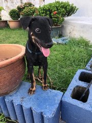 Sheena - Doberman Pinscher Mix Dog