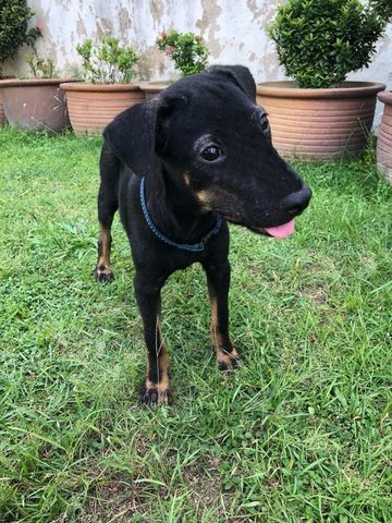 Sheena - Doberman Pinscher Mix Dog