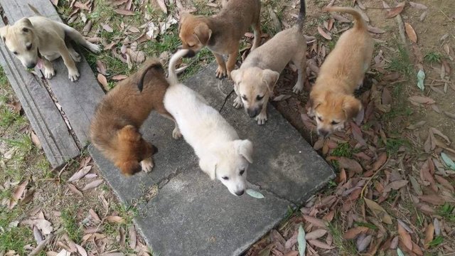 Puppies - Mixed Breed Dog