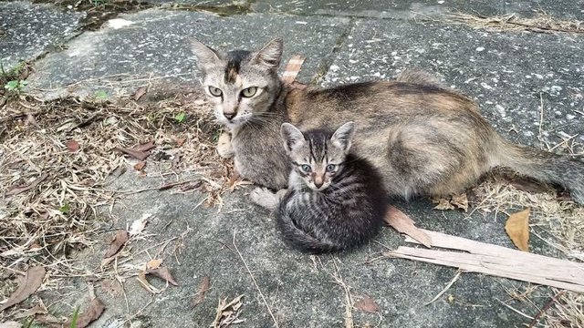 Baby - Domestic Short Hair Cat