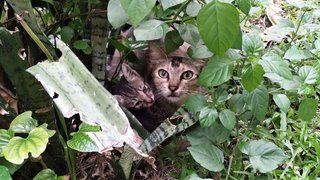 Baby - Domestic Short Hair Cat