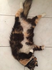 Bobo - Calico + Tortoiseshell Cat