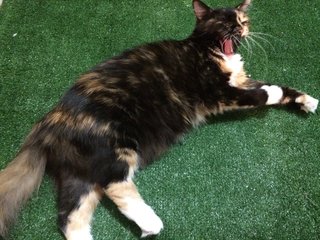 Bobo - Calico + Tortoiseshell Cat