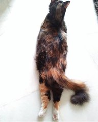 Bobo - Calico + Tortoiseshell Cat