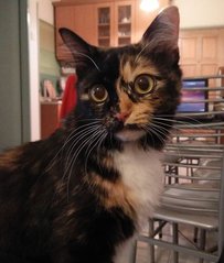 Bobo - Calico + Tortoiseshell Cat