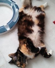 Bobo - Calico + Tortoiseshell Cat