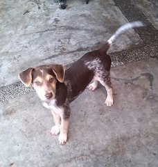 Siberian Husky Mix - Husky Mix Dog